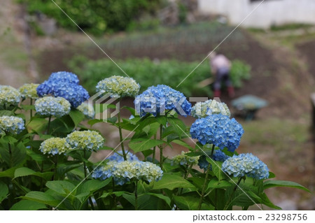 Hydrangea and agricultural work 23298756
