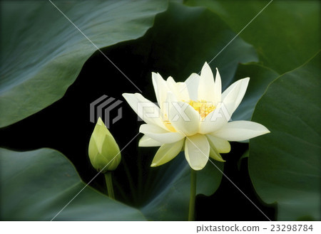 白蓮花 照片素材 圖片 圖庫