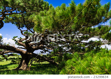 Ryukyu pine, landscape. Okinawa, Japan, Asia. Ryukyu pine, landscape. Okinawa, Japan, Asia. 23299634