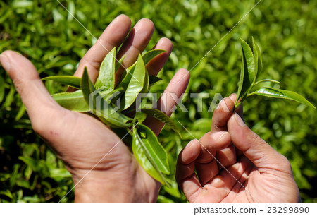 man hand pick tea leaf man hand pick tea leaf 23299890