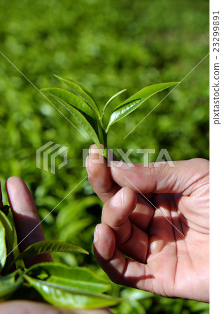 man hand pick tea leaf 23299891