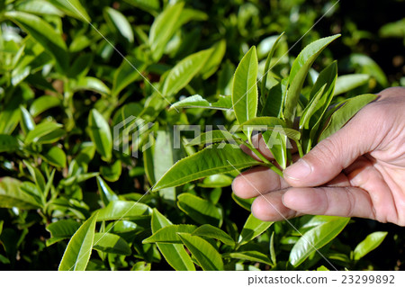 man hand pick tea leaf man hand pick tea leaf 23299892