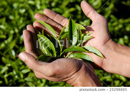 man hand pick tea leaf 23299893