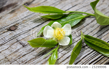 Tea leaf and tea flower 23299996