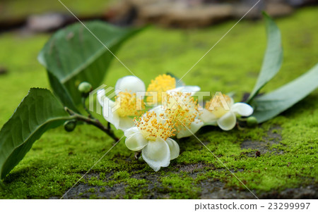 Tea leaf and tea flower 23299997
