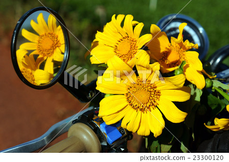 wild daisy flower on motorbike wild daisy flower on motorbike 23300120