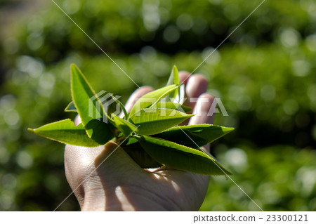 woman hand pick tea leaf 23300121