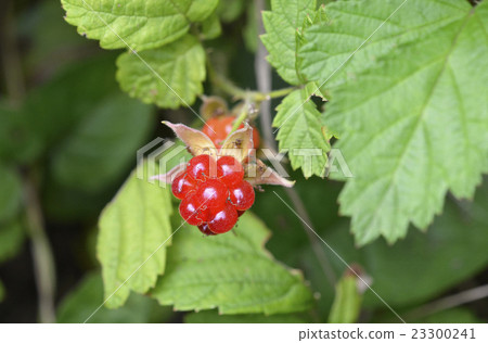 Wild strawberries 23300241