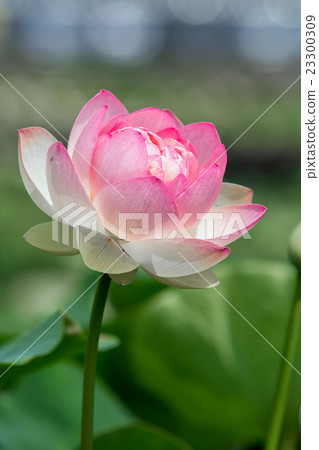 Lotus flower  23300309