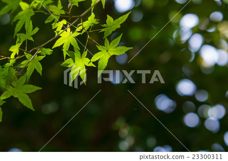 Green maple 23300311