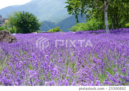 薰衣草花Yagisaki公園 23300892
