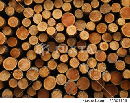 A log placement place A log placement place 23301136