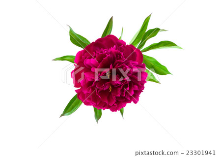 Purple peony isolated on white background Purple peony isolated on white background 23301941