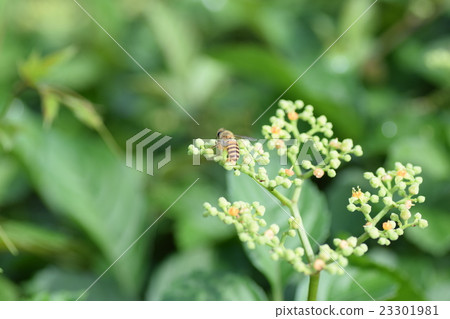 日本蜂蜜蜂和黃色花花 日本蜂蜜蜂和黃色花花 23301981