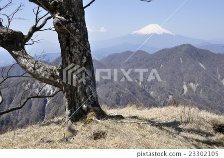 Furugi and old trees on the mountain top of Hikigagadake 23302105