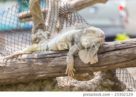 Iguana on the branch. Iguana on the branch. 23302129