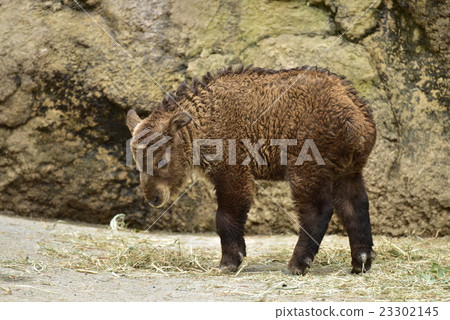 Golden takin's baby 23302145