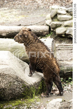 Golden takin's baby 23302146