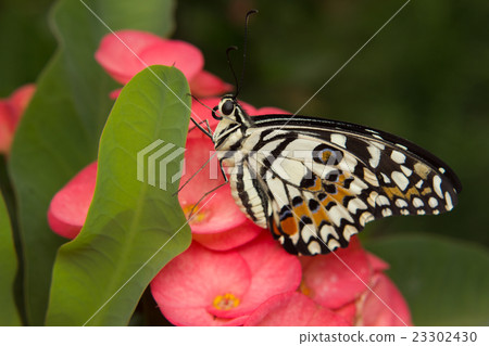 Butterfly on the flower Butterfly on the flower 23302430