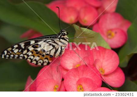 Butterfly on the flower Butterfly on the flower 23302431