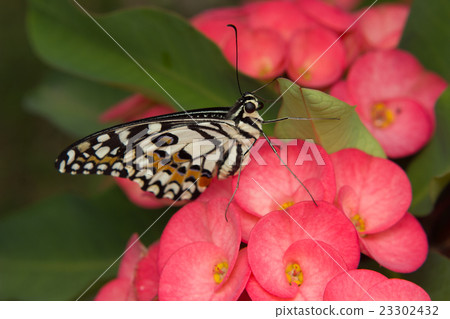Butterfly on the flower Butterfly on the flower 23302432