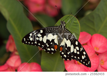 Butterfly on green Leaf 23302433