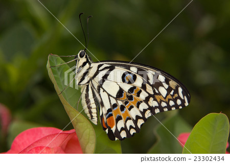 Butterfly on green Leaf Butterfly on green Leaf 23302434