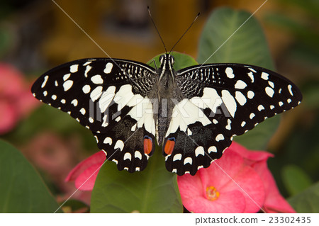 Butterfly on green Leaf Butterfly on green Leaf 23302435