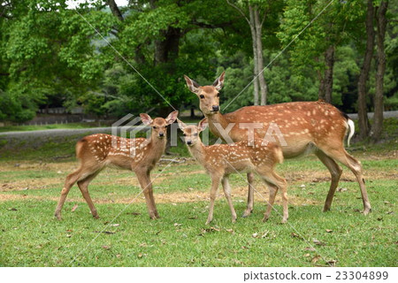 Deer parent and child 23304899