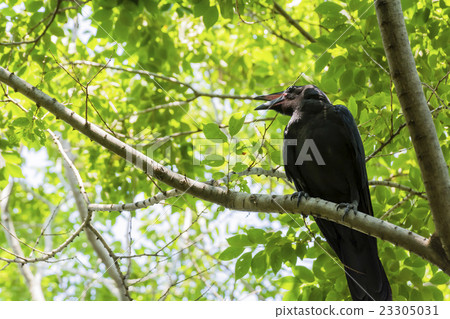 A nesting crow calling parents 23305031