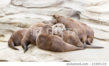 Lazy group of Asian small-clawed otter Lazy group of Asian small-clawed otter 23305119