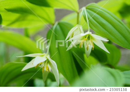 Pretty little lily Pretty little lily 23305138