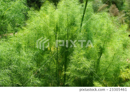Sweet Fennel 23305461