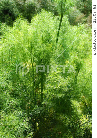Sweet Fennel 23305462