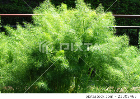 Sweet Fennel 23305463