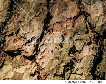 Bark texture of pine tree Bark texture of pine tree 23306008