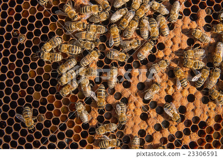 Busy bees inside hive with cells for their young. 23306591