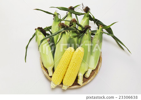 玉米 玉米 23306638