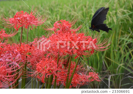 Cluster amaryllis 23306691