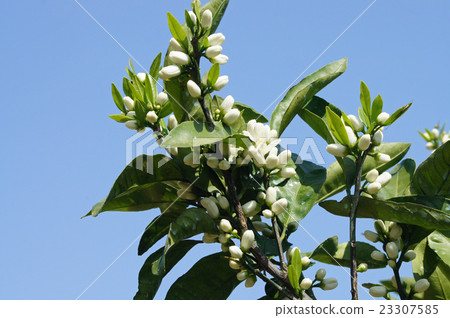 Orchid flowers Orchid flowers 23307585