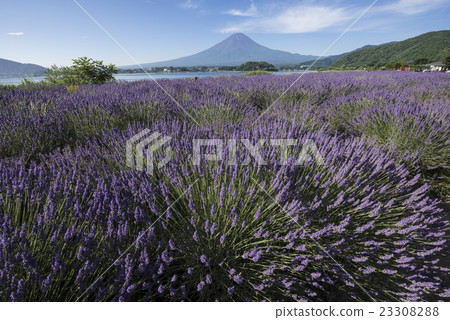 Lavender and Mt. Fuji 23308288