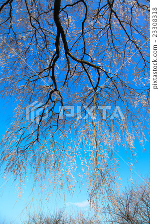 Weeping cherry tree 23308318