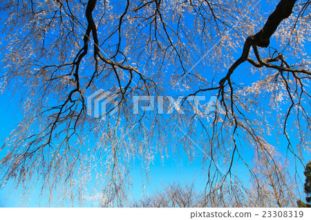 Weeping cherry tree Weeping cherry tree 23308319