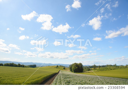 北海道美瑛町的馬鈴薯田 北海道美瑛町的馬鈴薯田 23308594