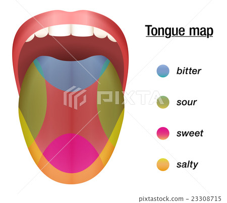 Taste Map Bitter Sour Sweet Salty - Stock Illustration [23308715] - PIXTA