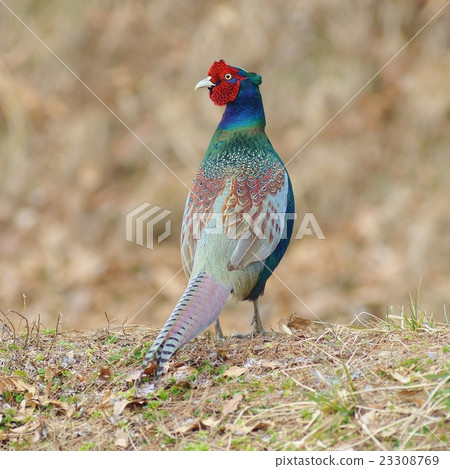 pheasant  23308769