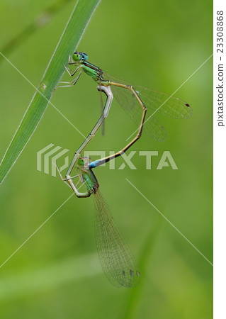 Asia Ittombo (mating) 23308868