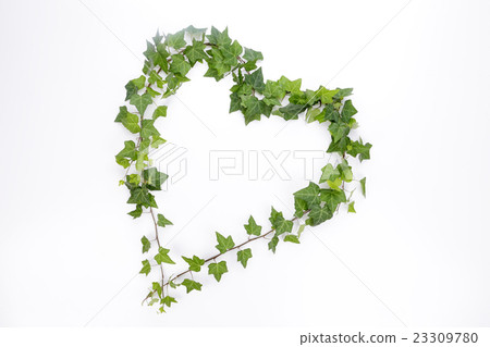 常春藤心臟框架 23309780