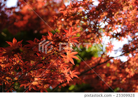 季節性楓樹 季節性楓樹 23309928