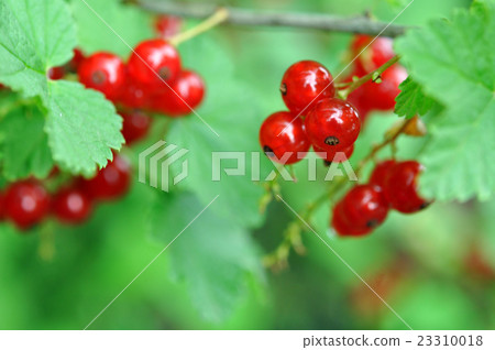 Red Currants In The Garden, Summer Harvest 23310018